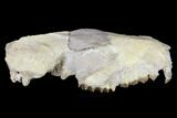 Oreodont (Merycoidodon) Partial Skull - Wyoming #113029-5